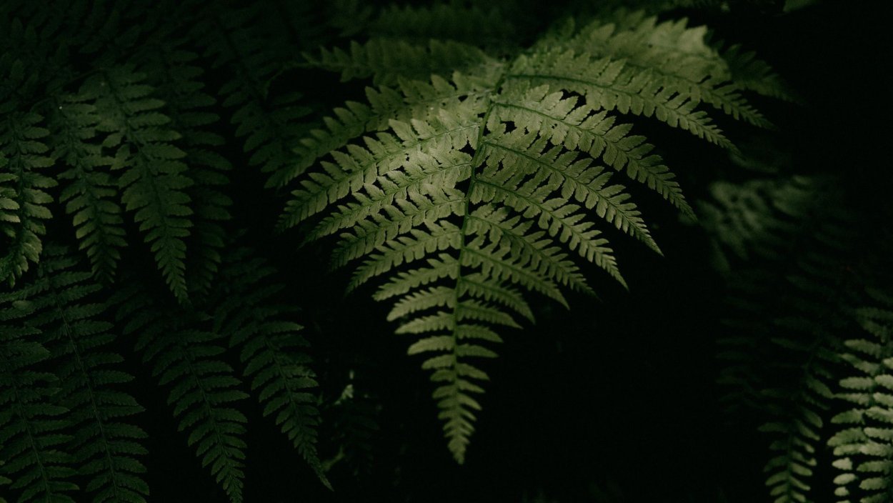 Папоротник Дриоптерис