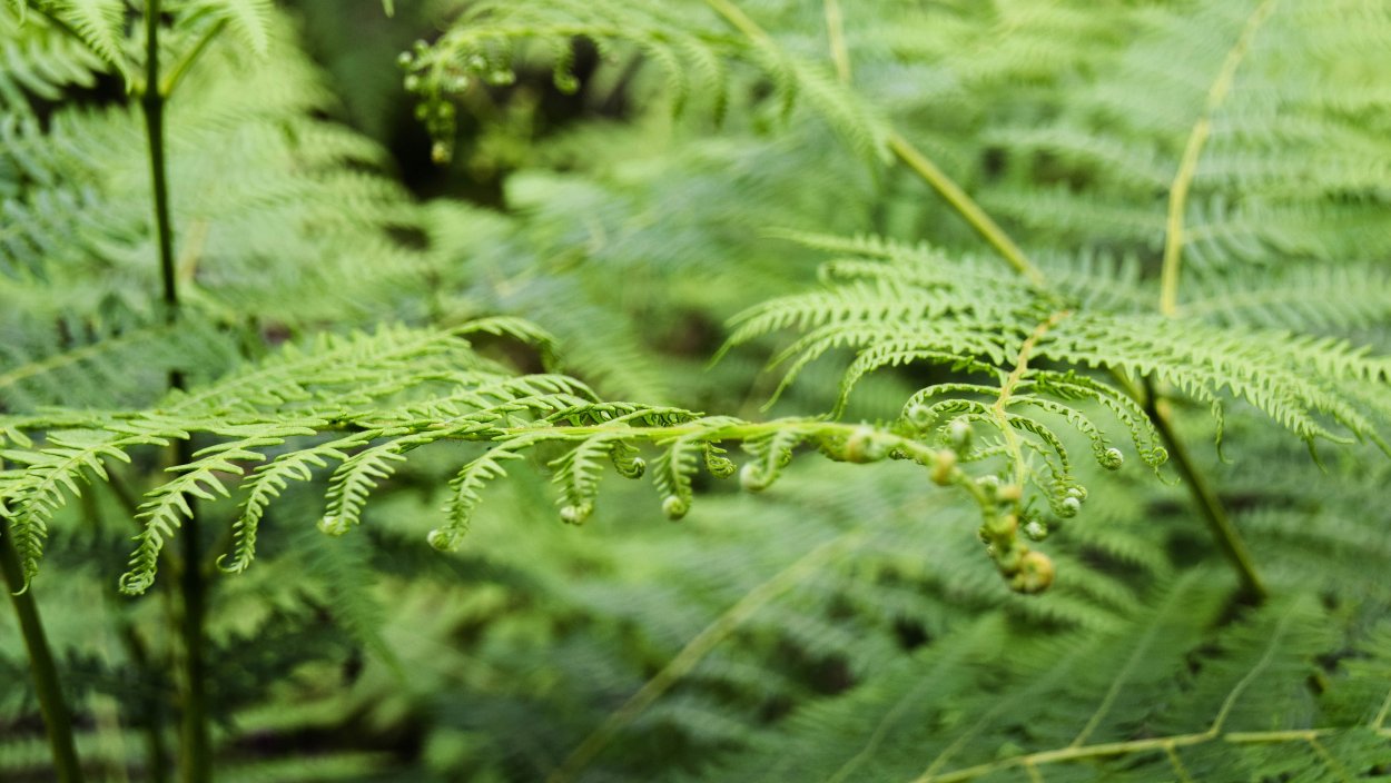 Папоротник k7l0272