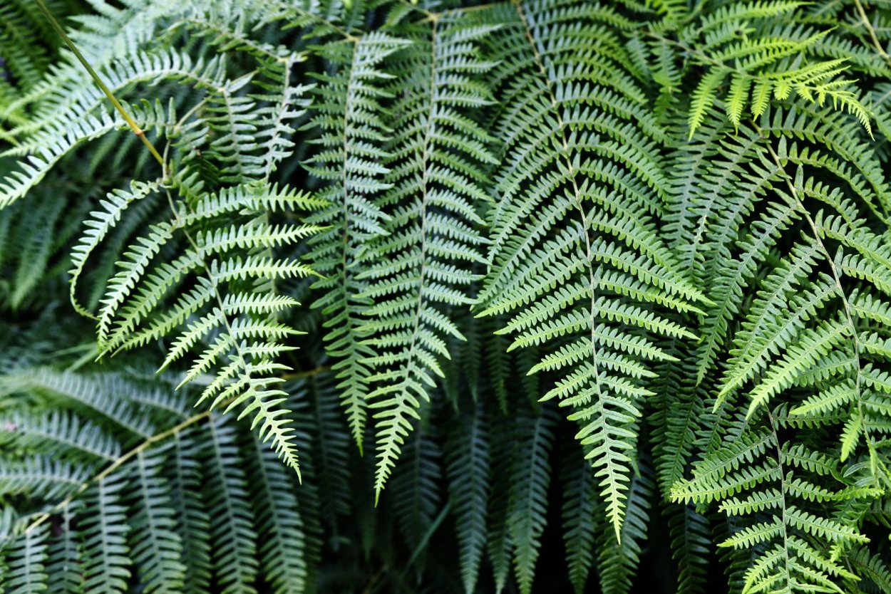 Папоротник «Грин фентези»