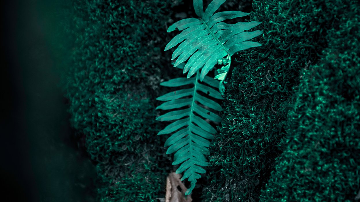 Дриоптерис аффинис