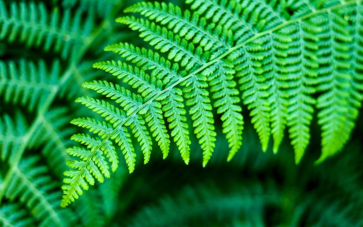 Папоротник Дальневосточный