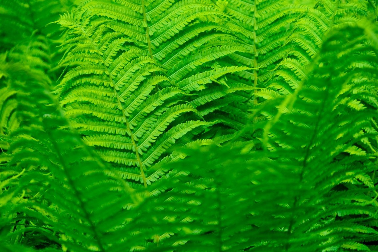 Папоротник Щитовник Валлиха