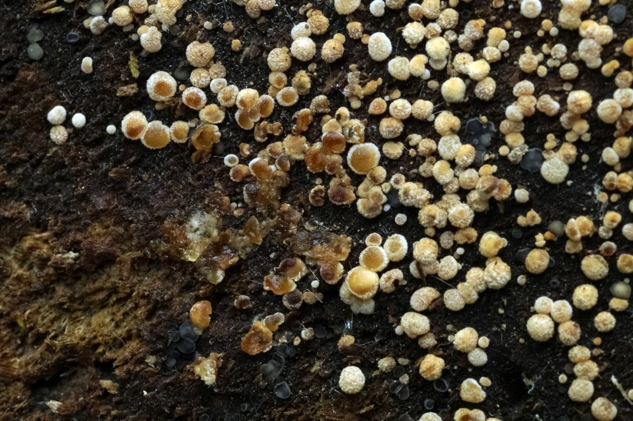 Компостный мицелий шампиньонов