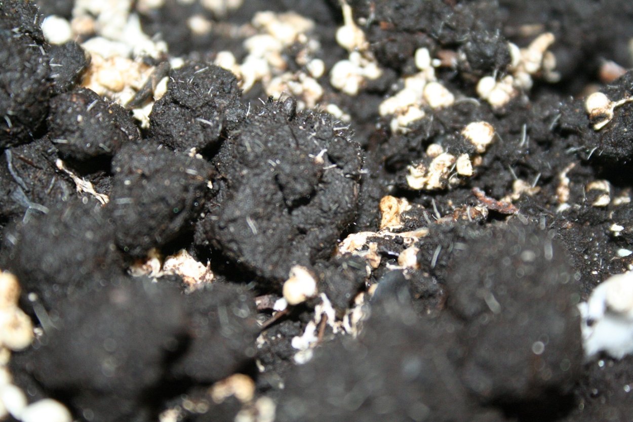 Серая плесень сеянцев хвойных