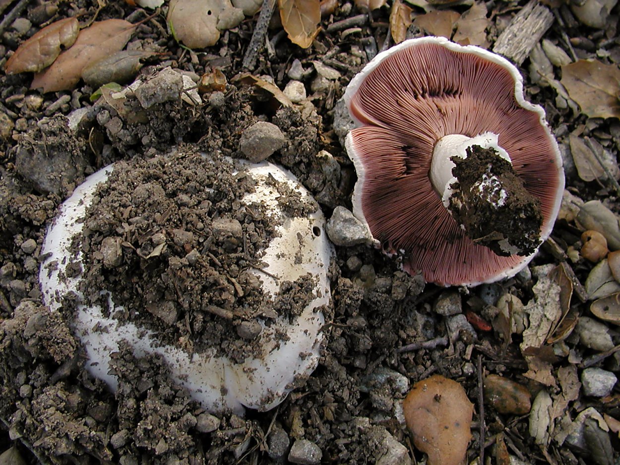 Agaricus bitorquis