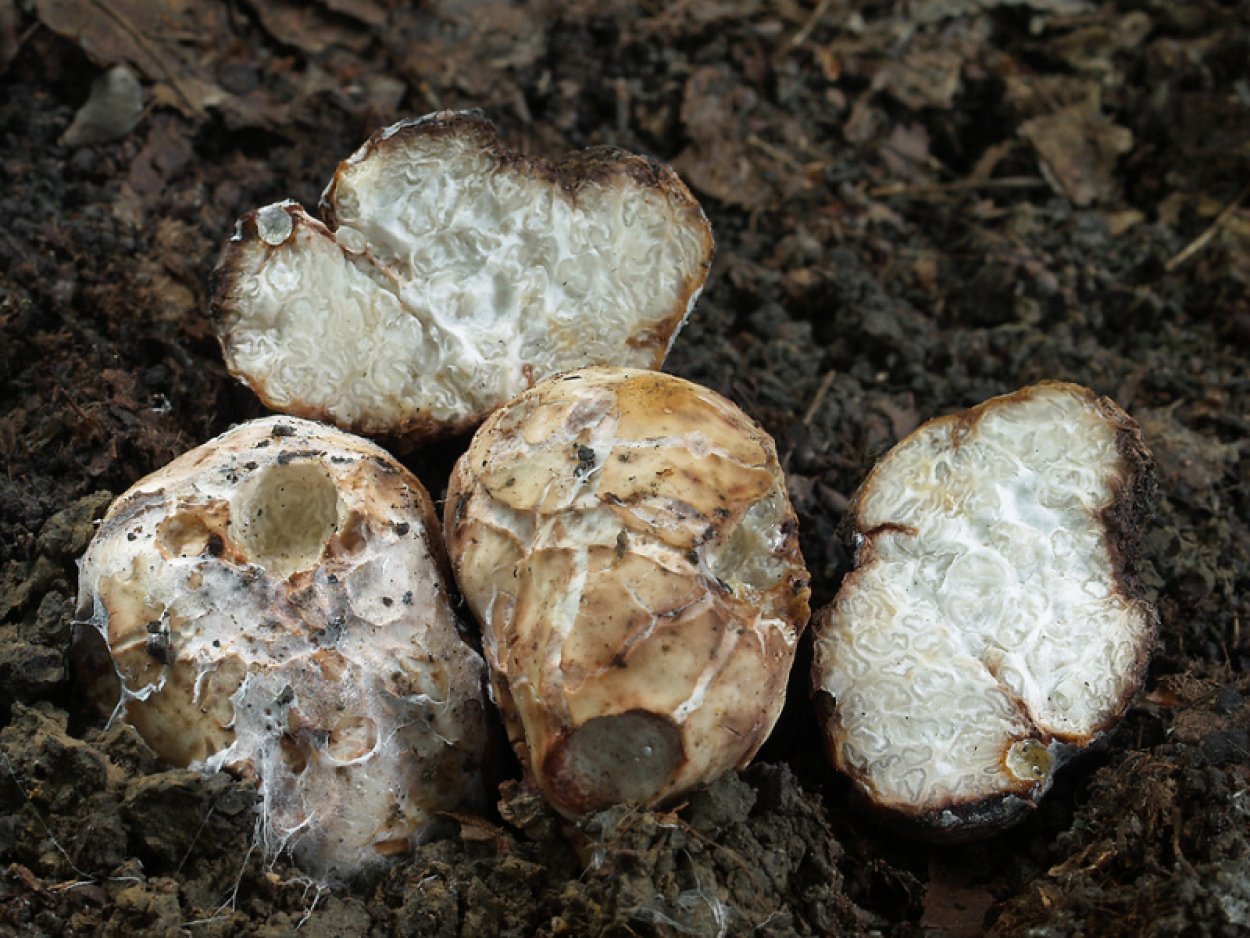 Как нало собирать грибы