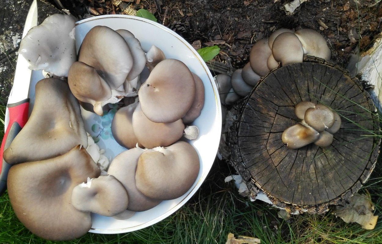 Распознать гриб