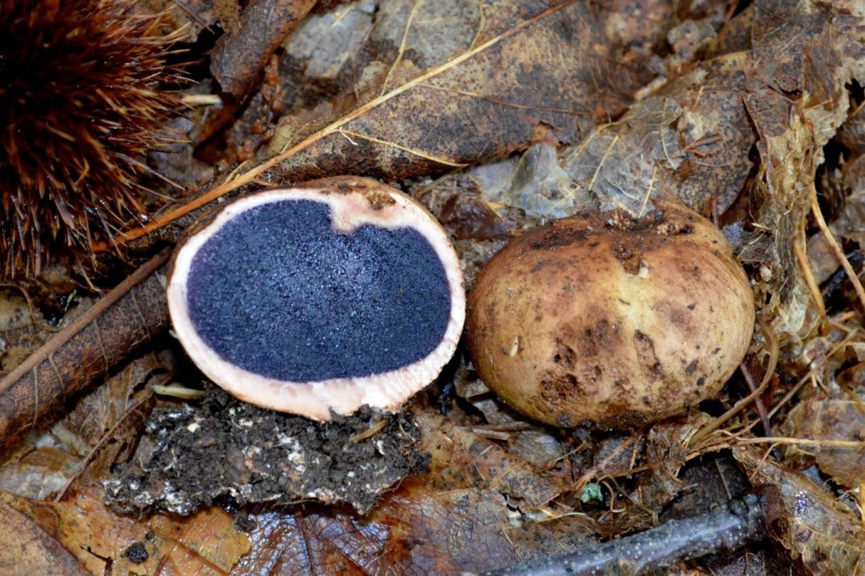 Плютей умбровый