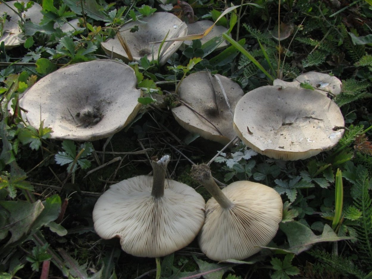 Грибок на древесине белый