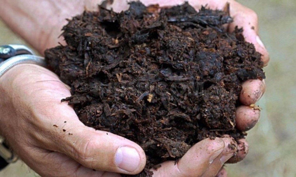 Перепревший конский навоз