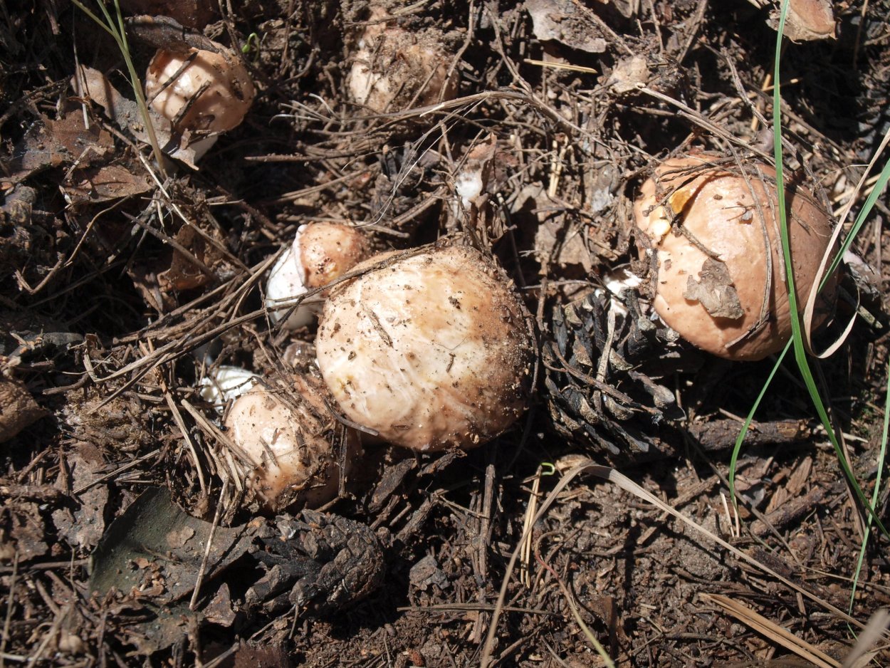 Рядовка Чешуйчатая съедобная