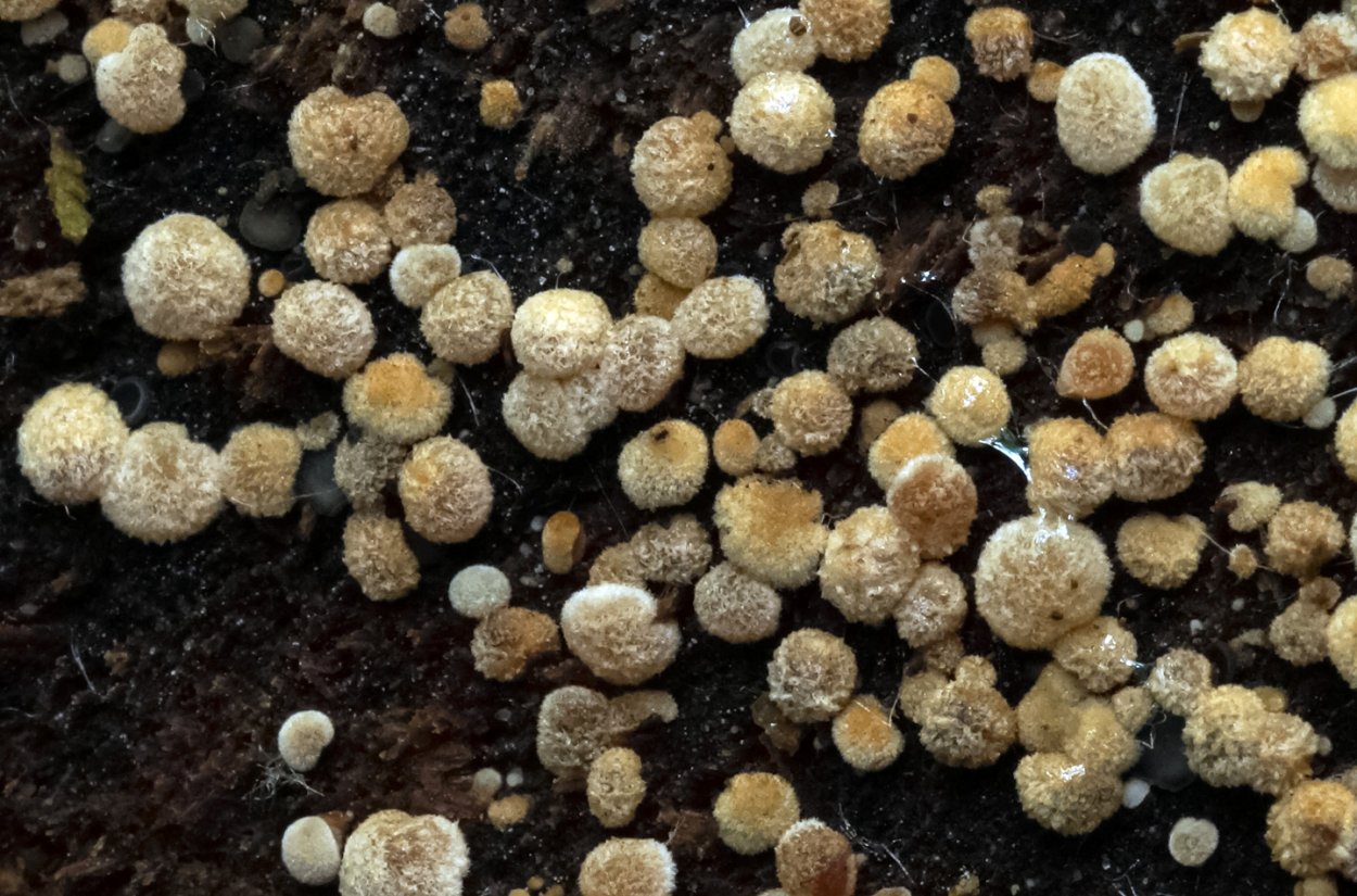 Бесподстилочный навоз