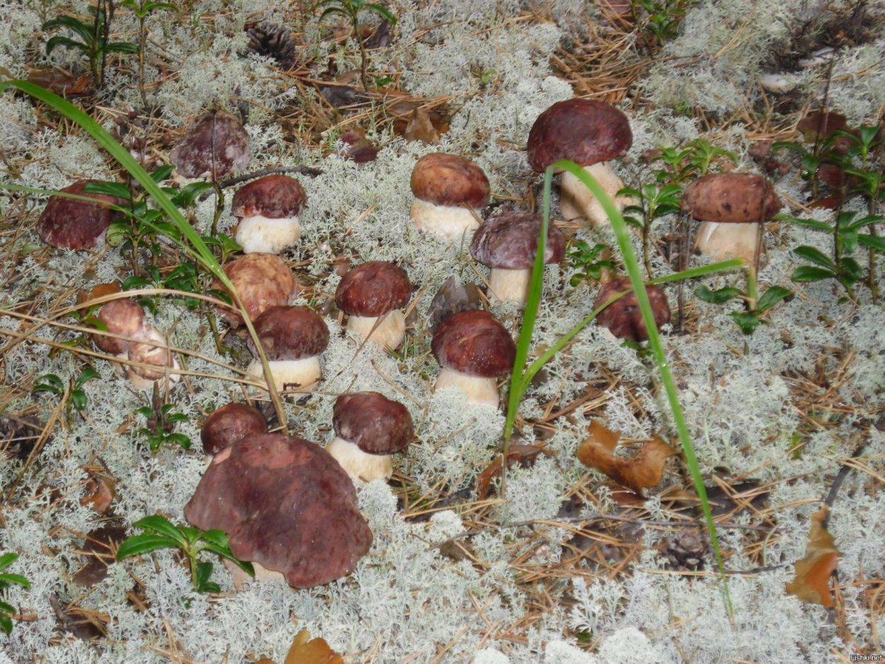 Трюфель гриб растет