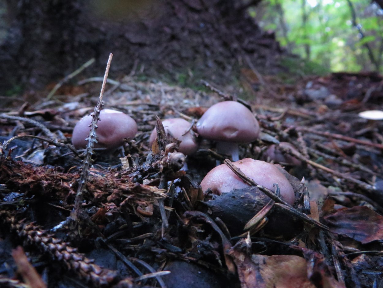 Триходерма лигнорум