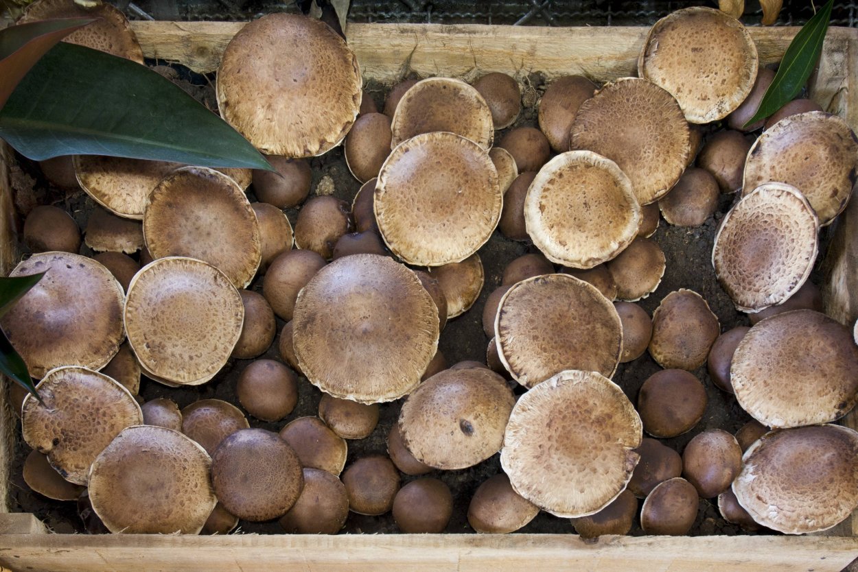 Трюфель белый (choiromyces meandriformis)