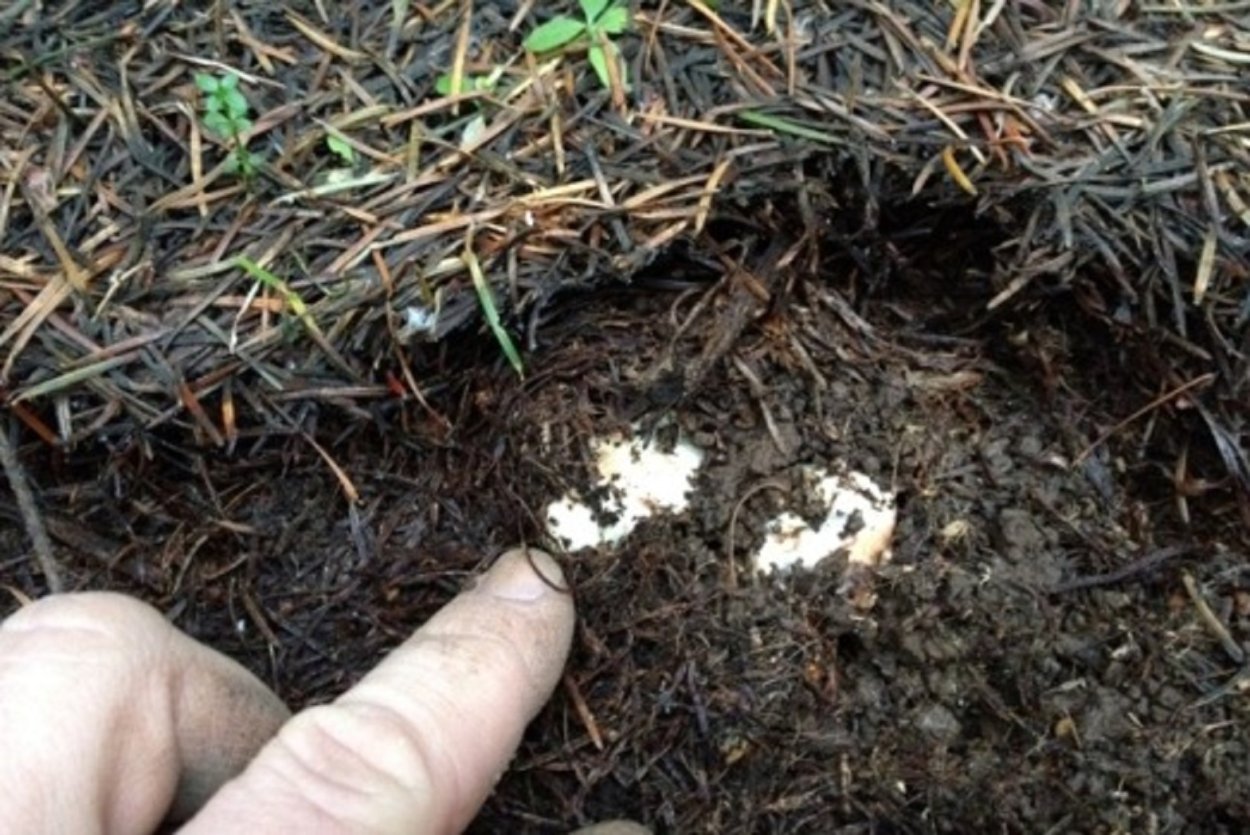 Гумус в черноземах