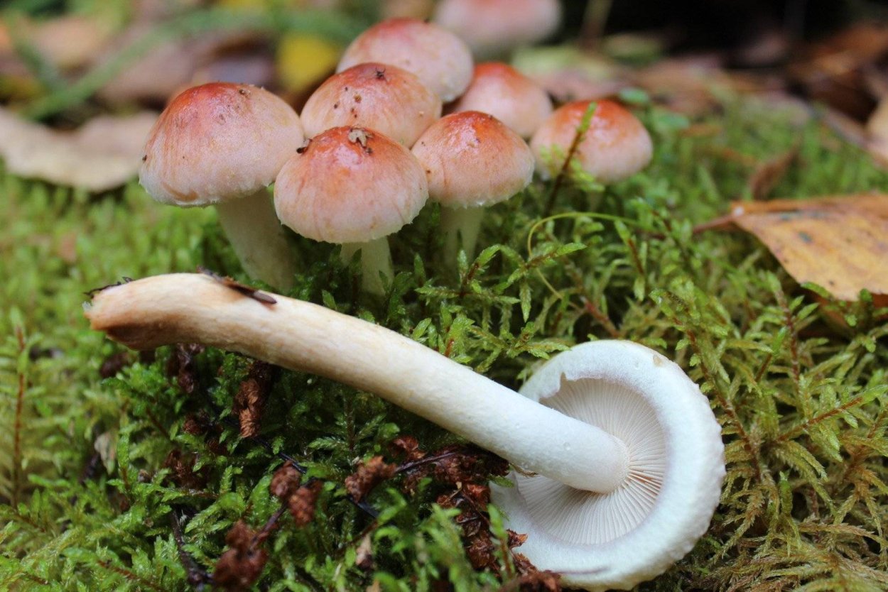 Гриб Ложноопенок кирпично красный