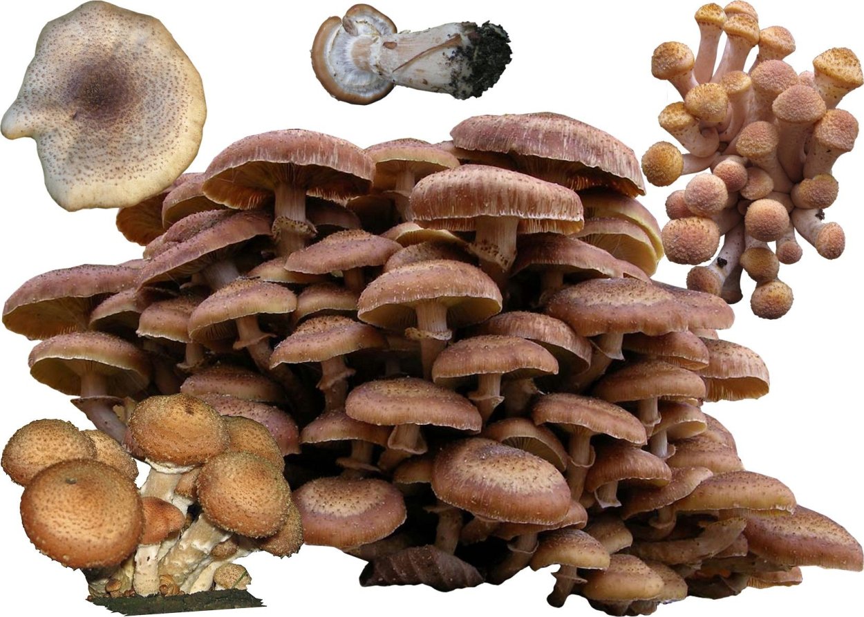 Осенний опенок съедобный двойник