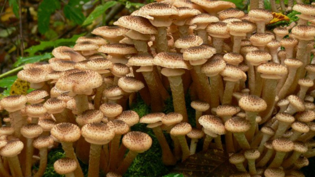 Опенок ссыхающийся Armillaria tabescens