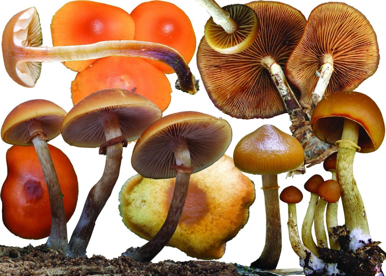 Галерина окаймлённая