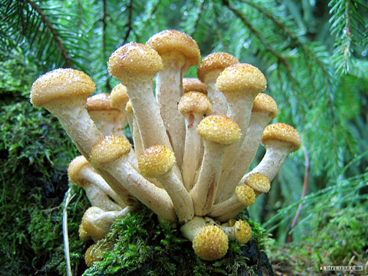 Элитные грибы