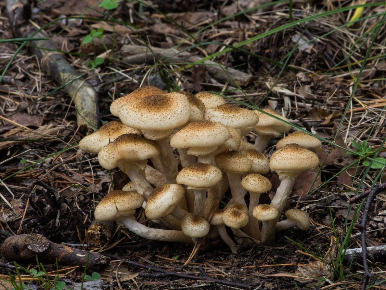 Опята на Урале