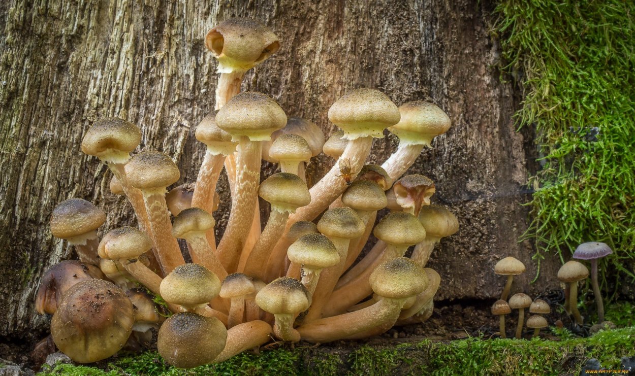 Опенок ложный паразит