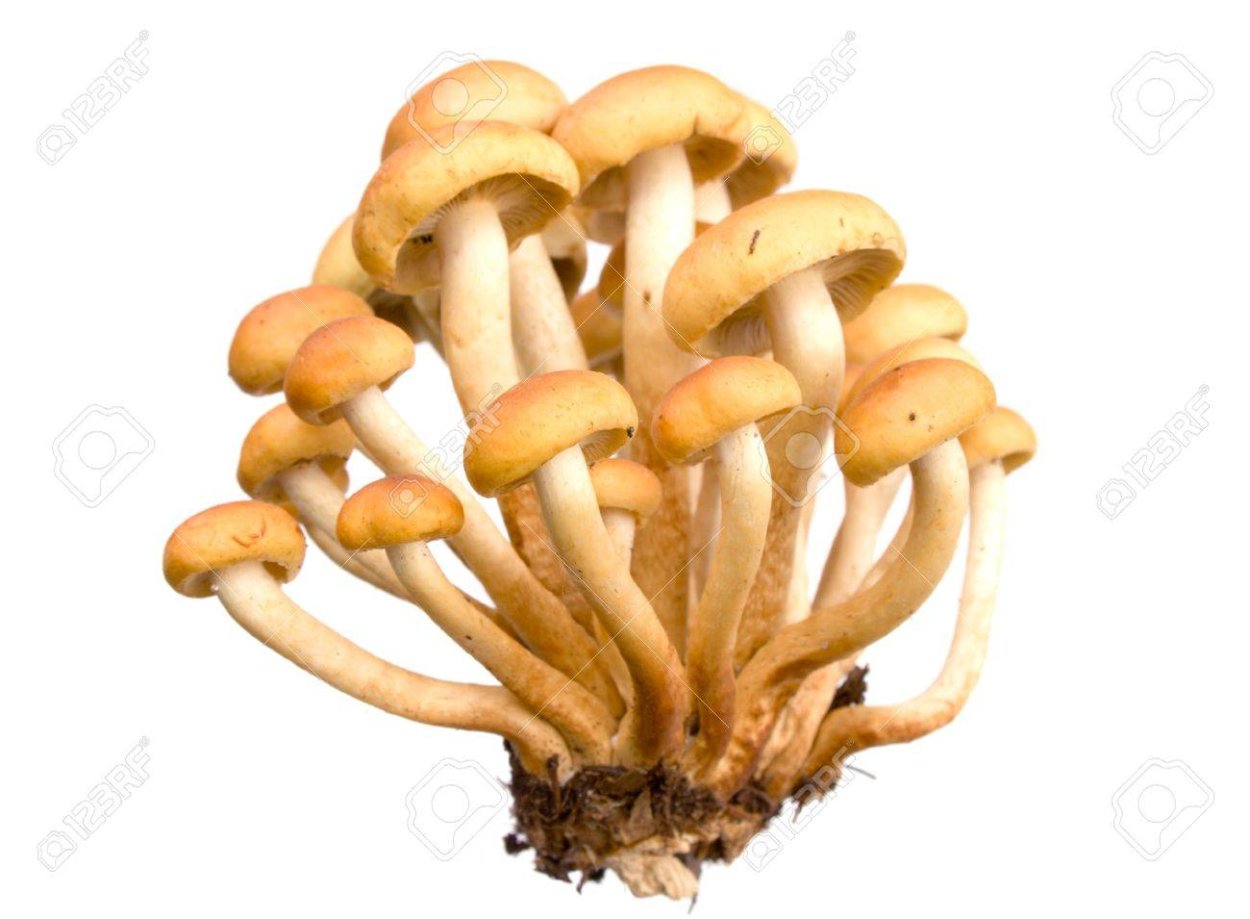 Гриб ложные опята