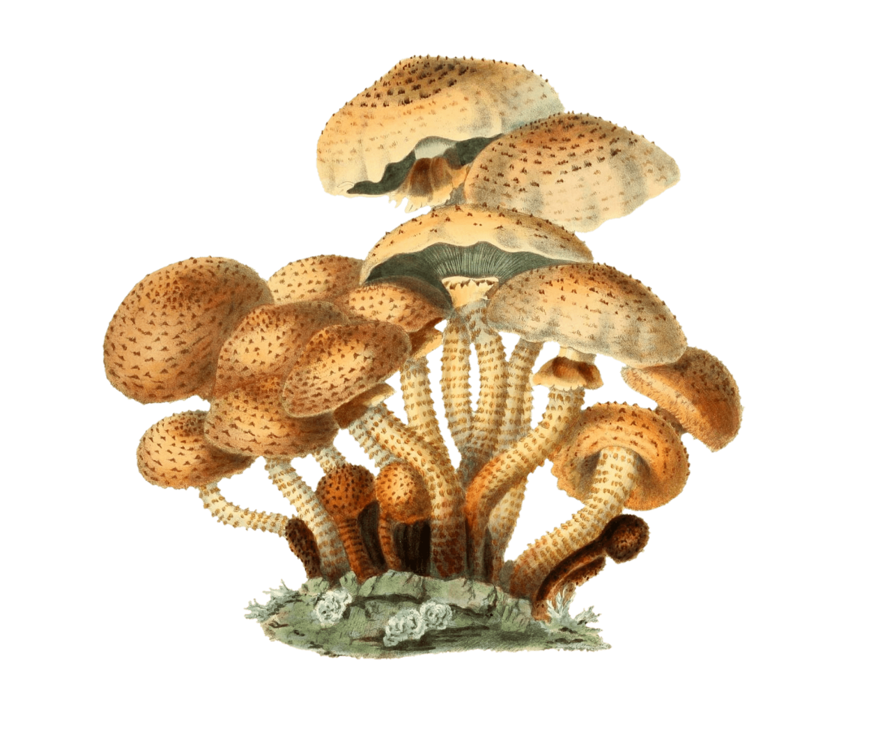 Ложные опята на прозрачном фоне