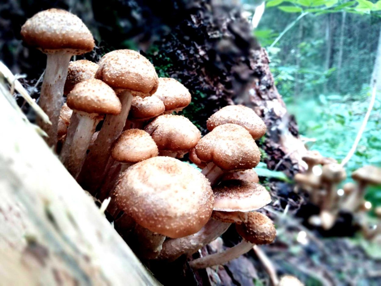 Успенские опята