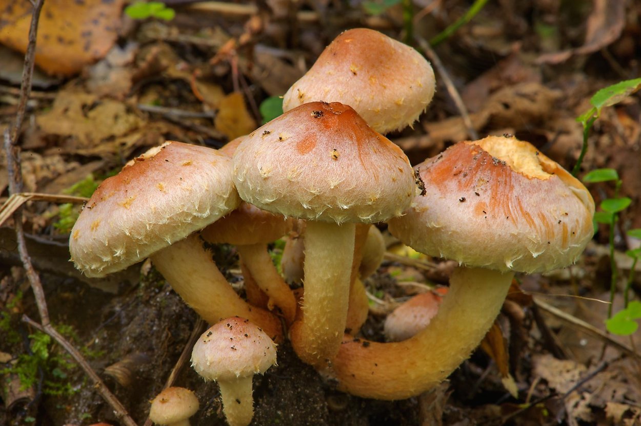 Гриб ложноопёнок кирпично красный