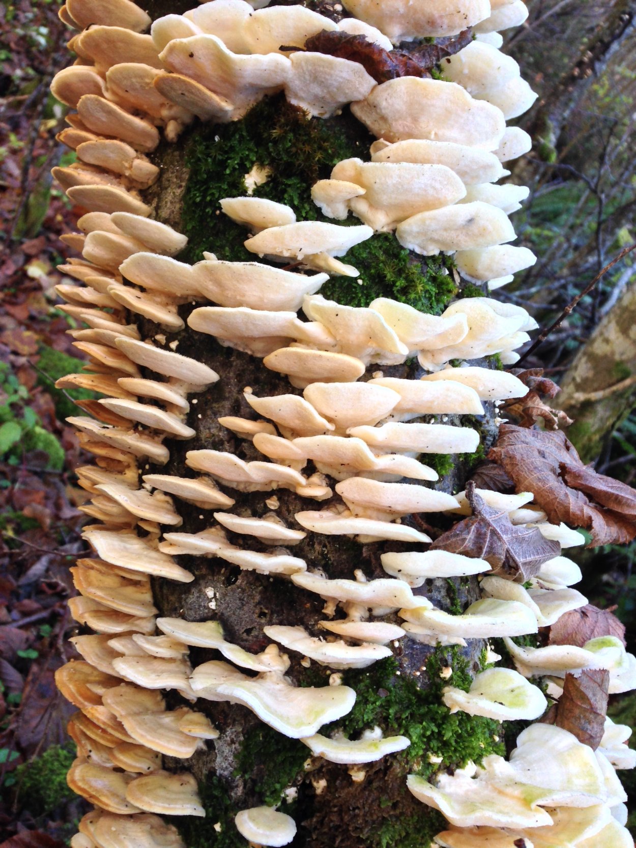 Грибы оранжевые вешенки