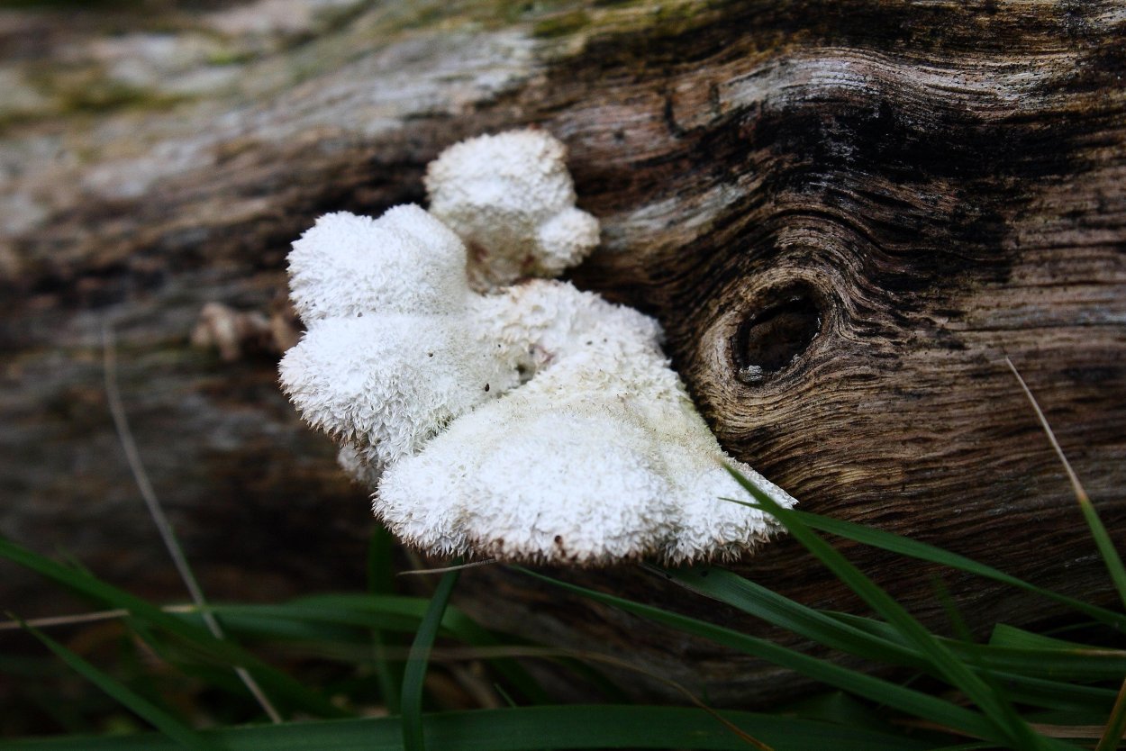 Phyllotopsis nidulans