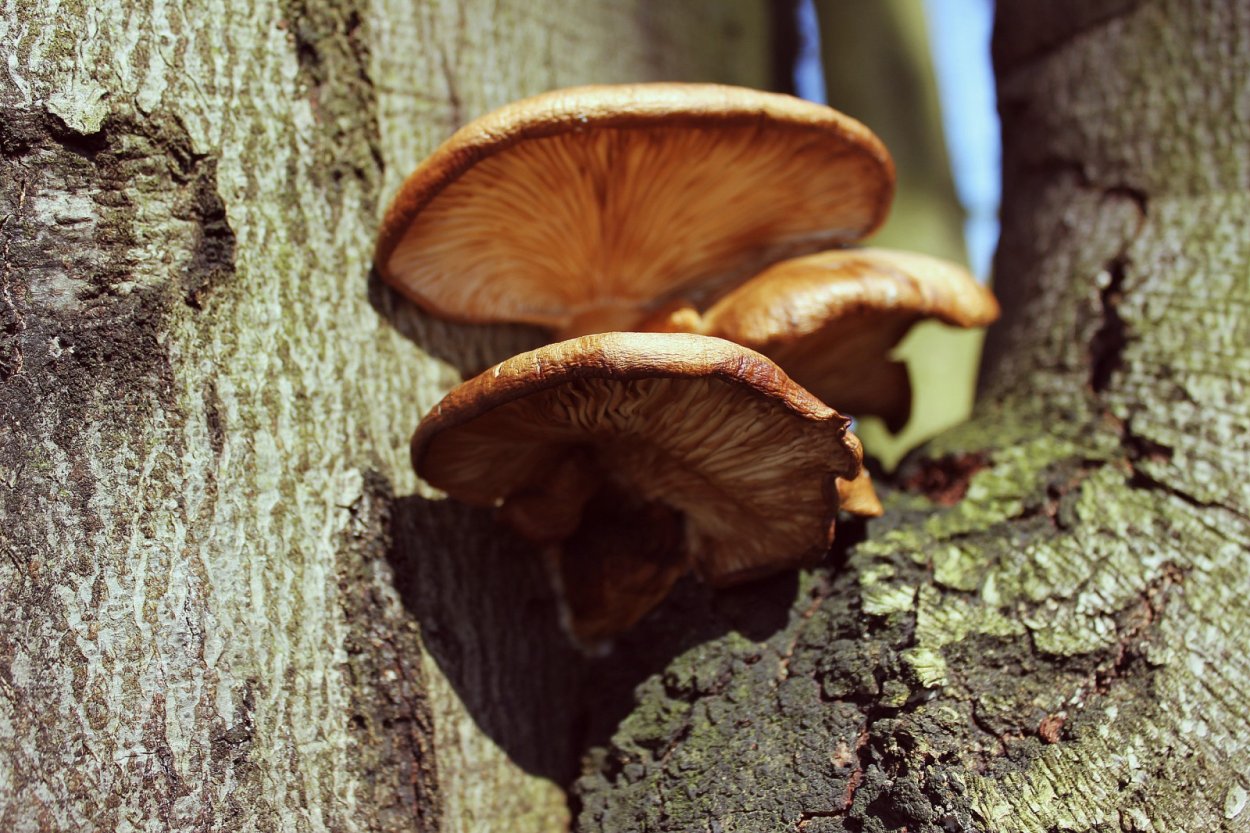 Грибы на деревьях