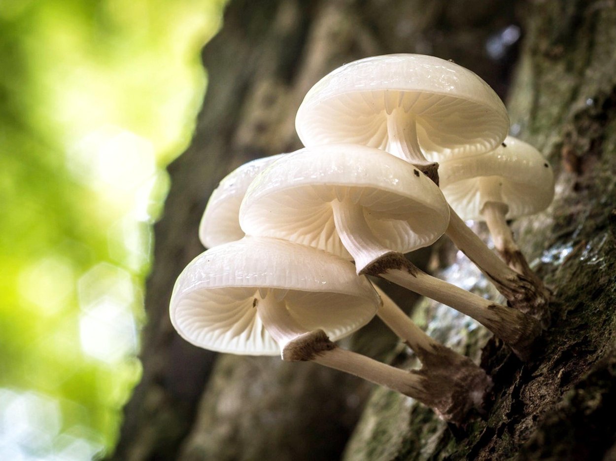 Вешенка обыкновенная гриб хищник