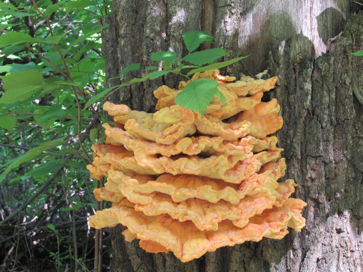 Трутовик лускатий