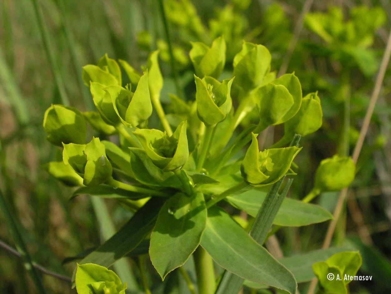 Молочай Степной