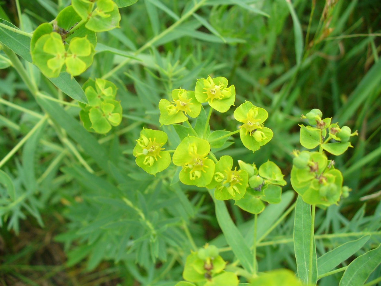 Молочай дикий