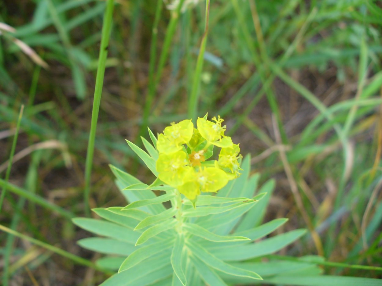 Молочай Луговой молочай