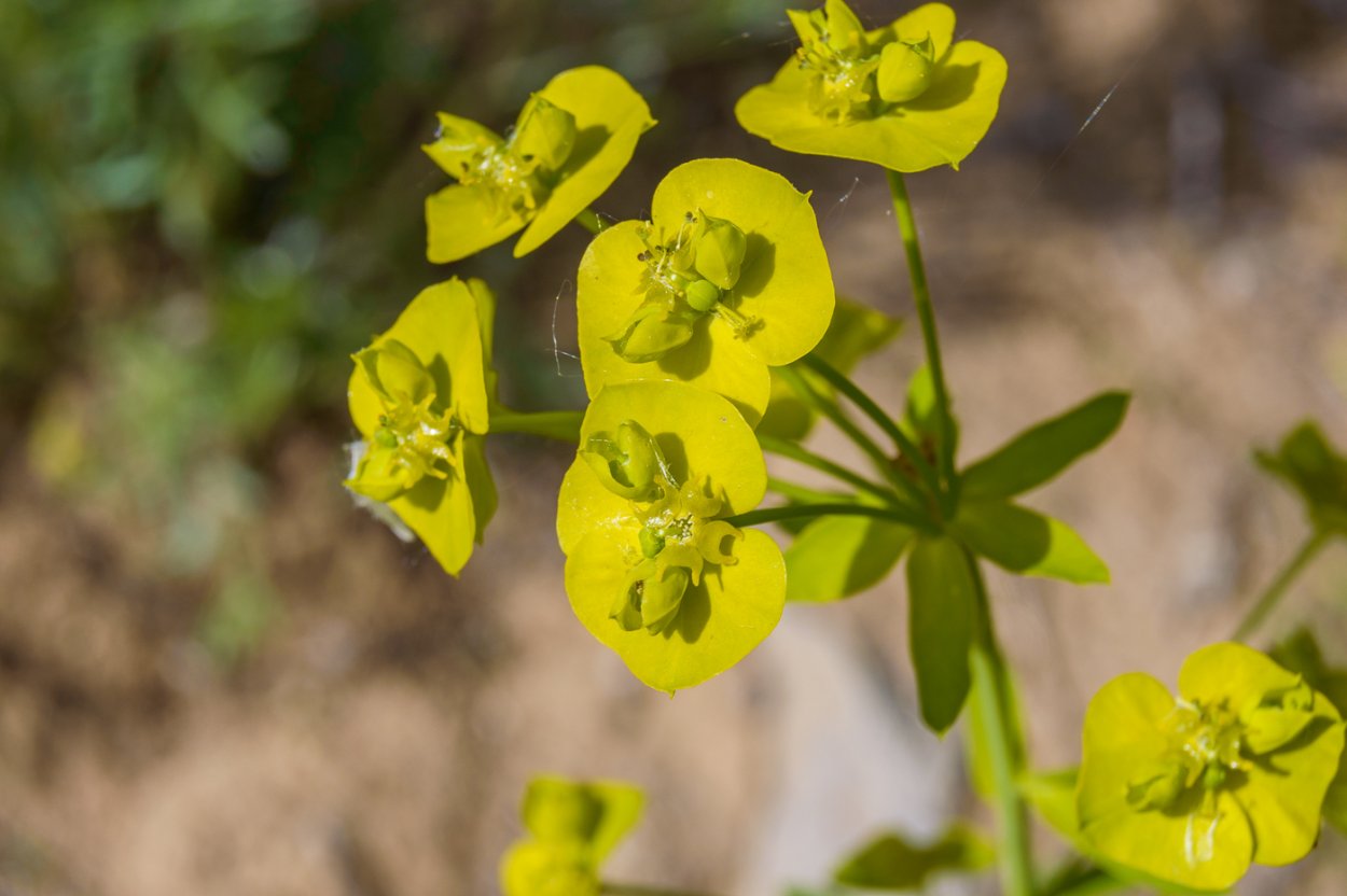 Молочай Коржинского