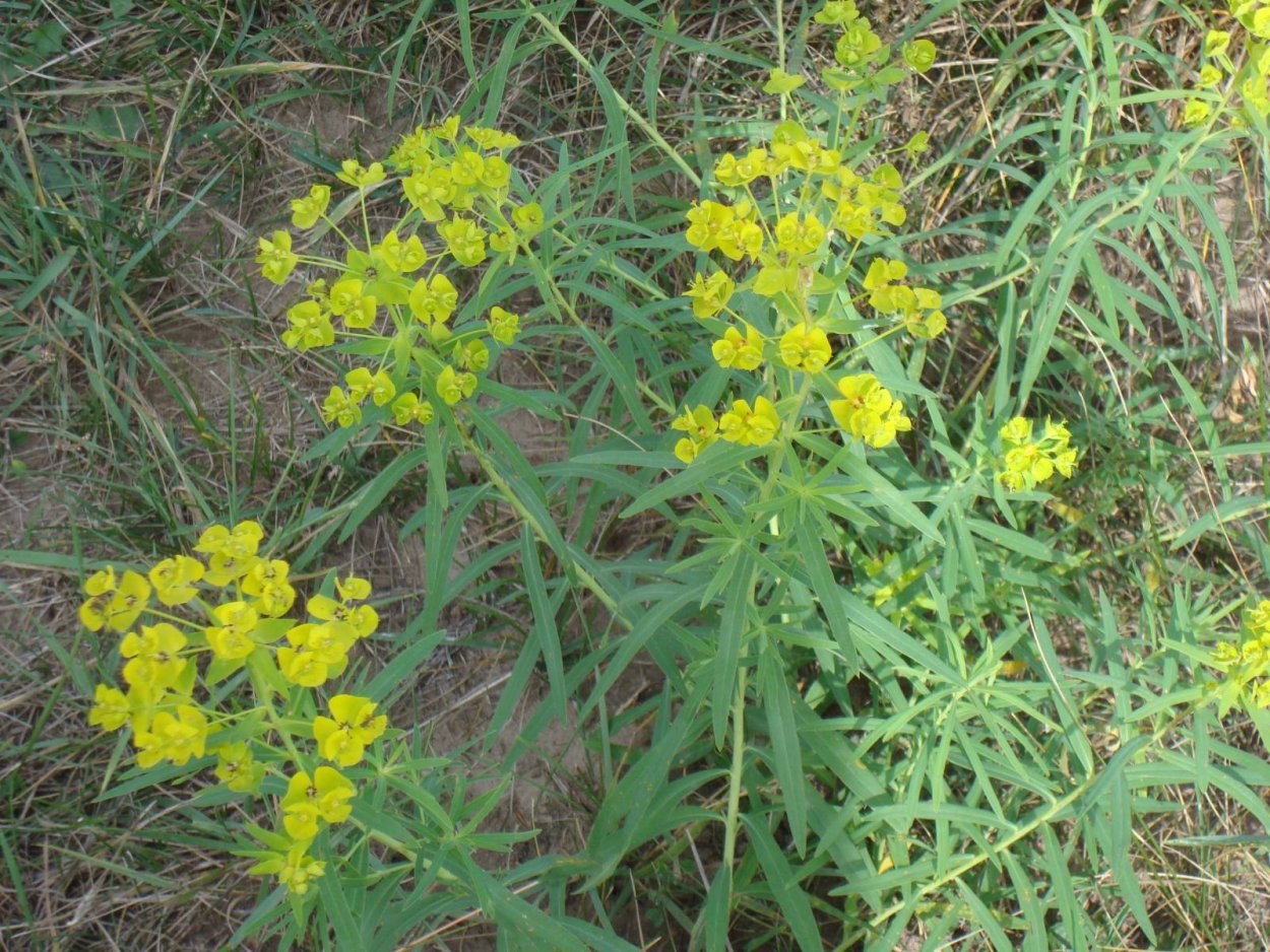 Молочай дикий полевой