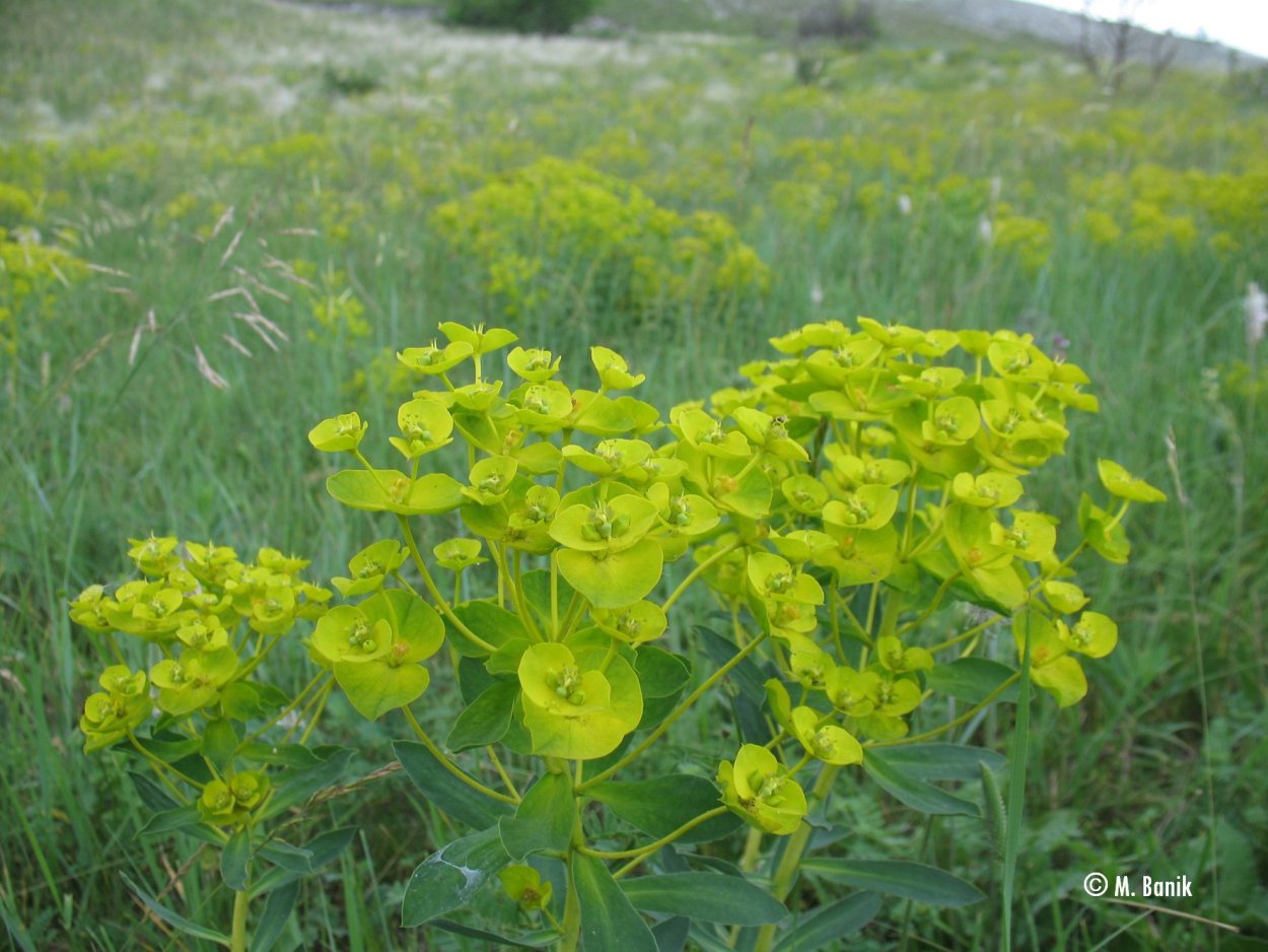 Молочай дикий полевой