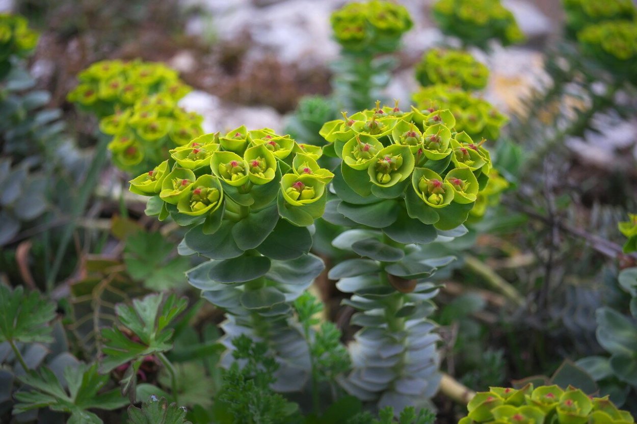 Молочай (Euphorbia)