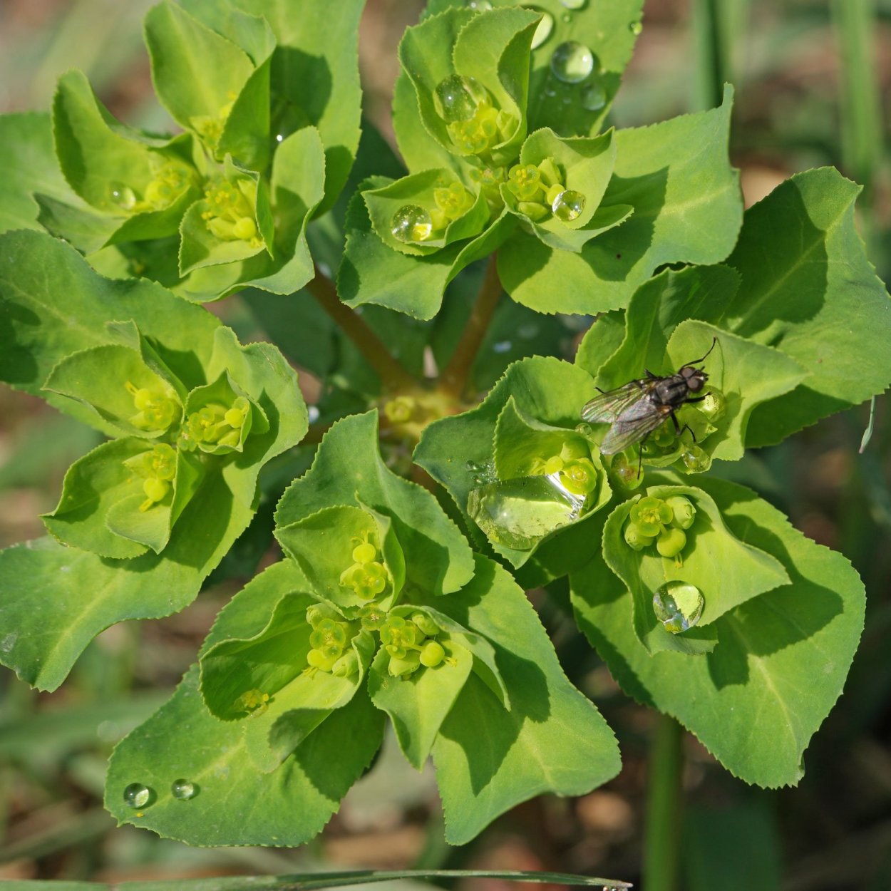 Молочай (Euphorbia)