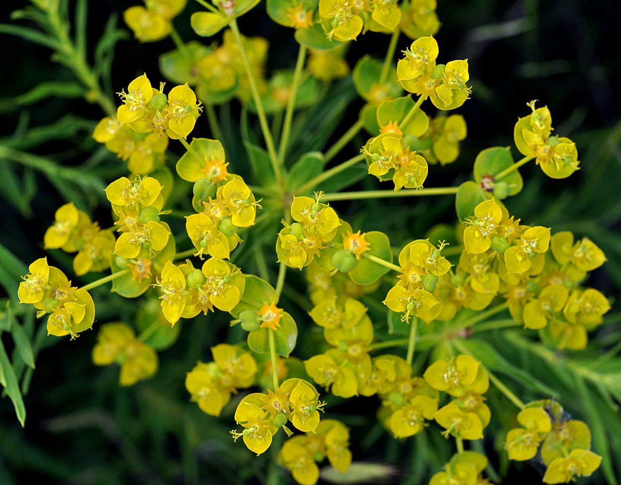 Молочай лозный (Euphorbia virgata)