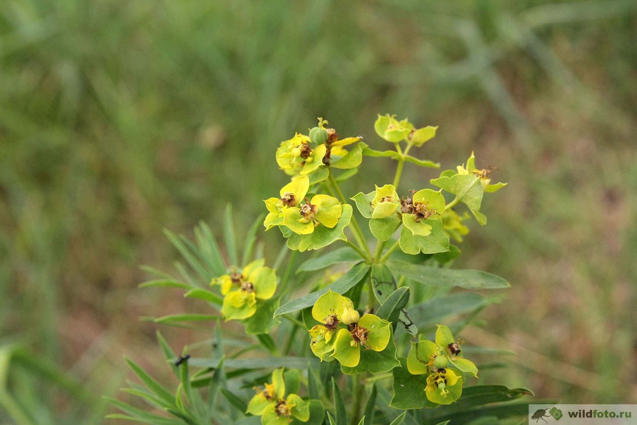 Молочай лозный (Euphorbia virgata)