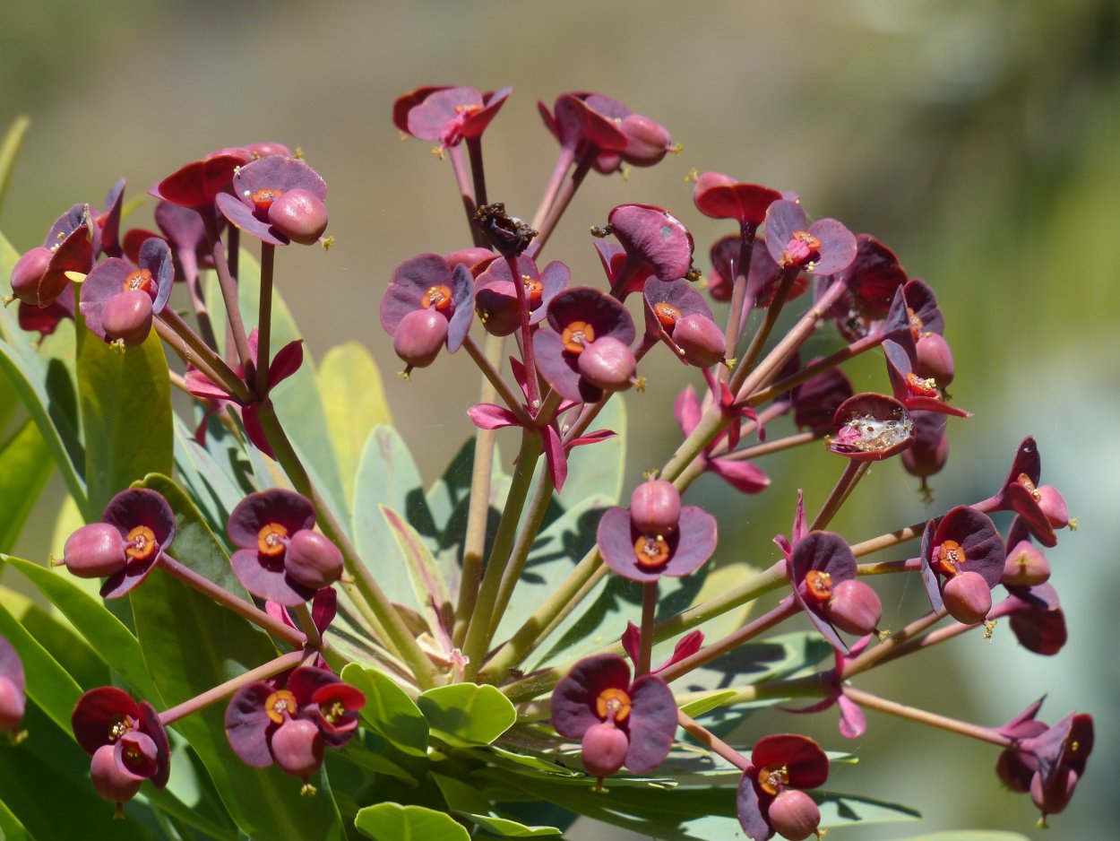 Молочай Атропурпуреа