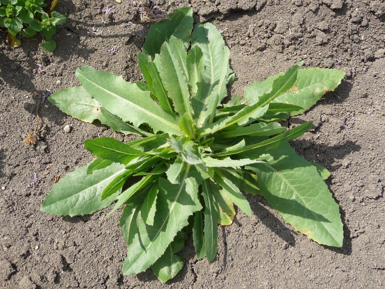 Латук Компасный (Lactuca serriola)