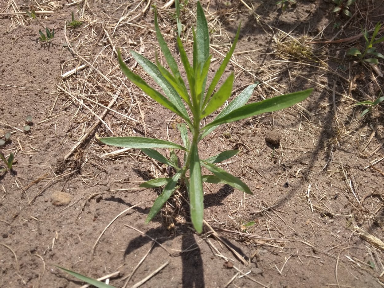 Молочай огородный