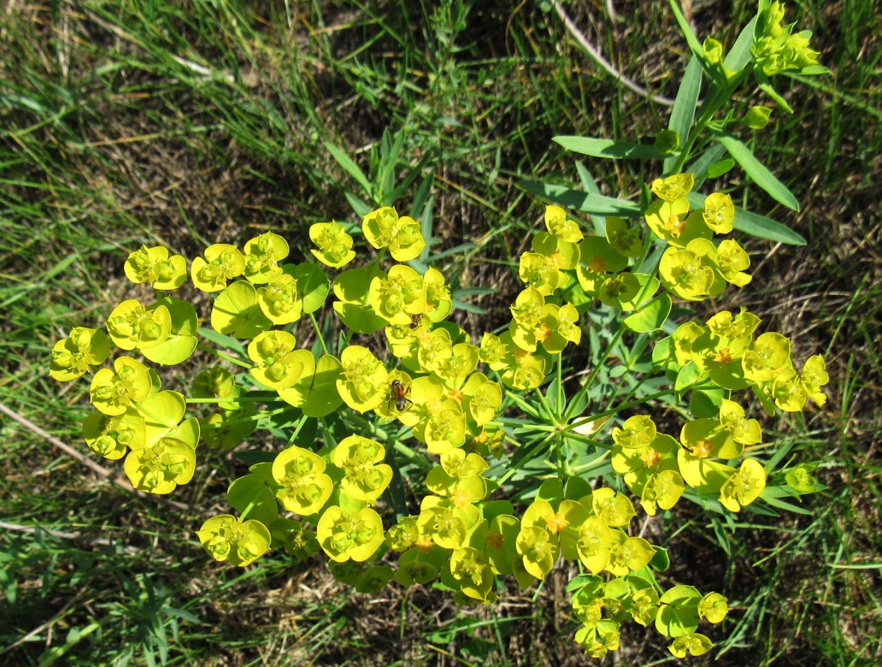 Молочай дикий полевой